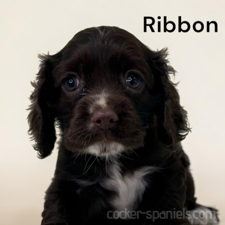 puppy, for, sale, Cocker Spaniel, Joe & Cherri  Overlease, dog, breeder, Miller, MO, dog-breeder, puppy-for-sale, forsale, nearby, find, puppyfind, locator, puppylocator, aca